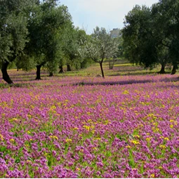 Ajloun Farm Tour from Amman